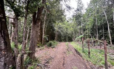 GRAN TERRENO CON  HERMOSO BOSQUE NATIVO
