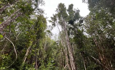 GRAN TERRENO CON  HERMOSO BOSQUE NATIVO