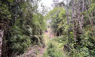 GRAN TERRENO CON  HERMOSO BOSQUE NATIVO