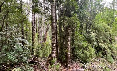 GRAN TERRENO CON  HERMOSO BOSQUE NATIVO