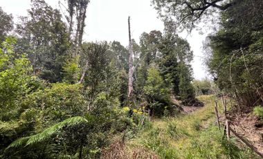 GRAN TERRENO CON  HERMOSO BOSQUE NATIVO