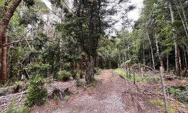 GRAN TERRENO CON  HERMOSO BOSQUE NATIVO