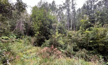 GRAN TERRENO CON  HERMOSO BOSQUE NATIVO