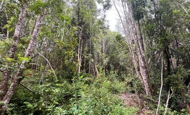 GRAN TERRENO CON  HERMOSO BOSQUE NATIVO