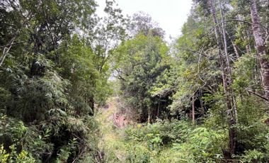 GRAN TERRENO CON  HERMOSO BOSQUE NATIVO
