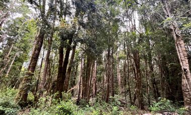 GRAN TERRENO CON  HERMOSO BOSQUE NATIVO