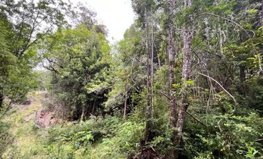 GRAN TERRENO CON  HERMOSO BOSQUE NATIVO