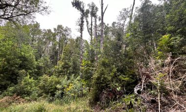 GRAN TERRENO CON  HERMOSO BOSQUE NATIVO
