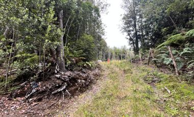 GRAN TERRENO CON  HERMOSO BOSQUE NATIVO