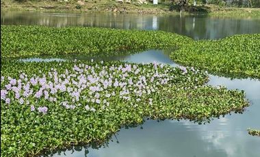 LOTE EN VENTA, LAGOS DE MARACAIBO, PALMIRA