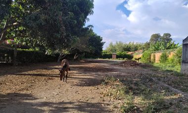 LOTE EN VENTA, ROZO, PALMIRA, VALLE DEL CAUCA