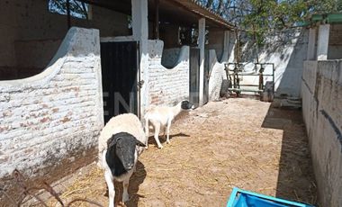 CASA DE CAMPO, RANCHO PRODUCTIVO, VENTA, YECAPIXTLA, MORELOS