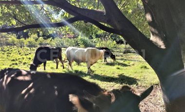 CASA DE CAMPO, RANCHO PRODUCTIVO, VENTA, YECAPIXTLA, MORELOS