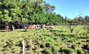 CASA DE CAMPO, RANCHO PRODUCTIVO, VENTA, YECAPIXTLA, MORELOS