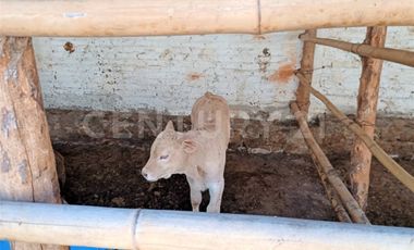 CASA DE CAMPO, RANCHO PRODUCTIVO, VENTA, YECAPIXTLA, MORELOS