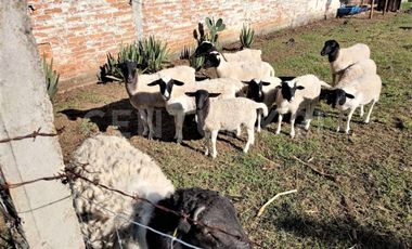 CASA DE CAMPO, RANCHO PRODUCTIVO, VENTA, YECAPIXTLA, MORELOS