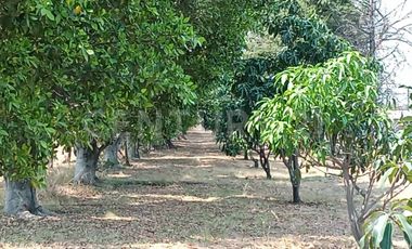 CASA DE CAMPO, RANCHO PRODUCTIVO, VENTA, YECAPIXTLA, MORELOS