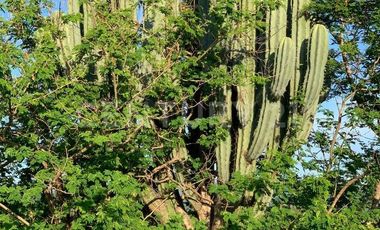 HABITACIONAL RENTA PREDIO RÚSTICO XACAMIXTLACO HIGUERÓN JOJUTLA, MORELOS