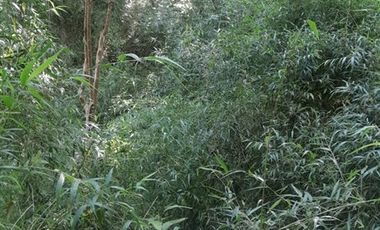 Parcela en Venta en camino o calle real sector Rio Frio