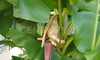 Casa en Venta , Fracc. Residencial Buenos Aires, Nogeras, Col