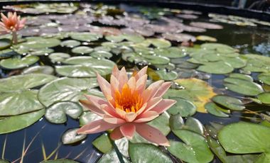 : Casa en Renta en Rancho El Elévate ,El Cobano ,Cuauhtémoc , Colima.