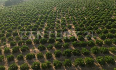 Parcela en venta Augusto Gomez Villanueva Armeria, Colima
