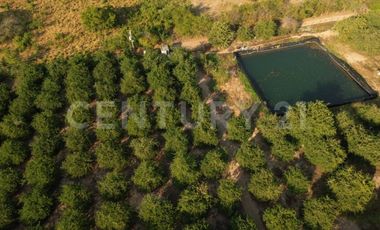 Parcela en venta Augusto Gomez Villanueva Armeria, Colima