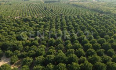 Parcela en venta Augusto Gomez Villanueva Armeria, Colima