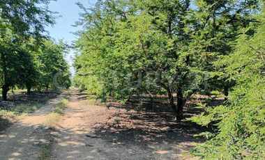 Parcela en venta Augusto Gomez Villanueva Armeria, Colima