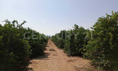 Parcela en venta Augusto Gomez Villanueva Armeria, Colima