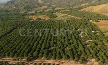 Parcela en venta Augusto Gomez Villanueva Armeria, Colima