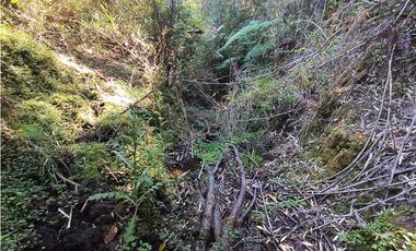 🌿 Venta de Terrenos de 5,8 Hectáreas – Chadmo Central, Chiloé