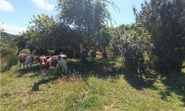 🌿 Venta de Terrenos de 5,8 Hectáreas – Chadmo Central, Chiloé