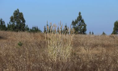 Terreno exclusivo a minutos Punta Lobos