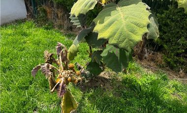 Chía, DOMOTIZADA, BOSQUES DE CHIA, 3.200 M2 lote, 325 M2 construidos