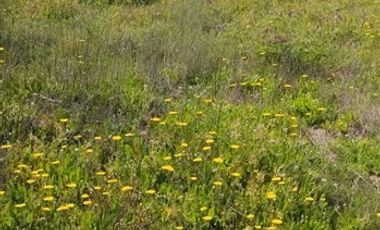 Sitio en Venta en Resto del Fundo Mallermo
