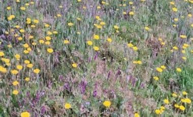 Sitio en Venta en Resto del Fundo Mallermo