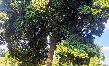 Venta de 102 Hectáreas | Tamiahua, Veracruz