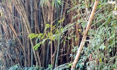 Venta de 102 Hectáreas | Tamiahua, Veracruz