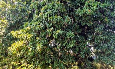 Venta de 102 Hectáreas | Tamiahua, Veracruz