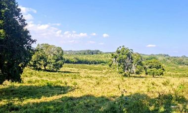 Venta de 102 Hectáreas | Tamiahua, Veracruz