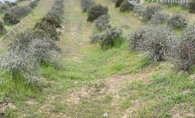 Parcela en Venta en Sector el Rosario Estancia Carmin del Elqui