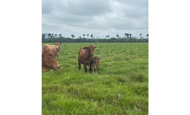 FINCA AGRO-GANADERA OPORTUNIDAD ÚNICA EN VILLANUEVA, CASANARE