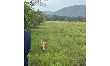 FINCA AGRO-GANADERA OPORTUNIDAD ÚNICA EN VILLANUEVA, CASANARE