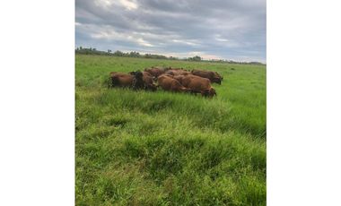 FINCA AGRO-GANADERA OPORTUNIDAD ÚNICA EN VILLANUEVA, CASANARE