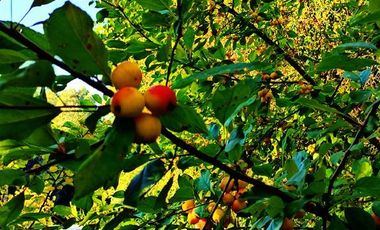 Casa en Venta en Km 3,5 camino Villarrica-Loncoche