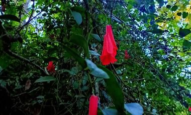 Local Comercial en Venta en Km 3,5 camino Villarrica-Loncoche