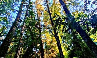 Local Comercial en Venta en Km 3,5 camino Villarrica-Loncoche