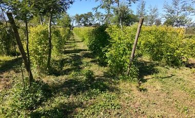 Agrícola en Venta en sector Llano Blanco, comuna de Yerbas Buenas