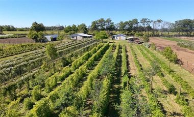 Agrícola en Venta en sector Llano Blanco, comuna de Yerbas Buenas